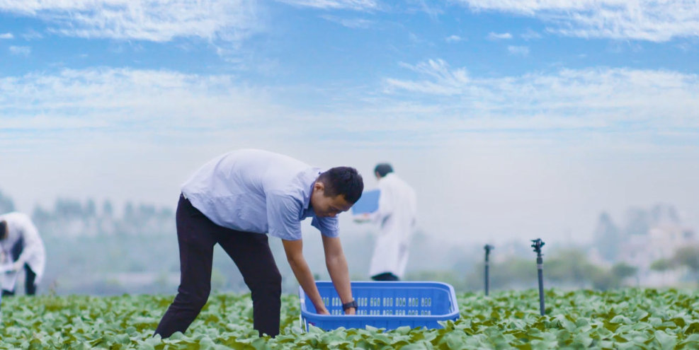 康來(lái)福種植基地