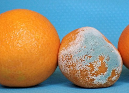 食材變質(zhì)