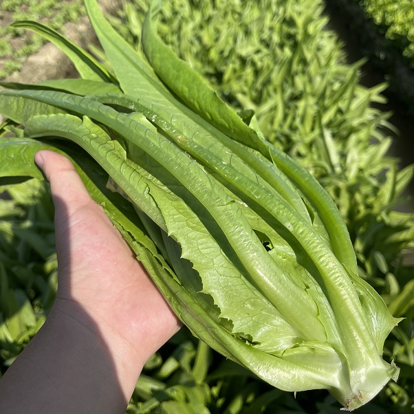 一個人長期不吃蔬菜對身體會有什么影響？