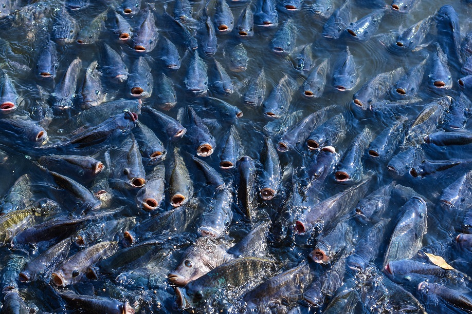 水產(chǎn)養(yǎng)殖基地
